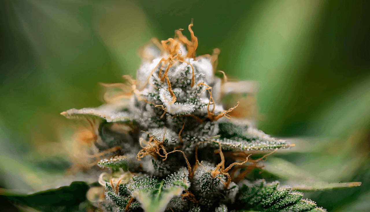 grüne Cannabis Pflanze