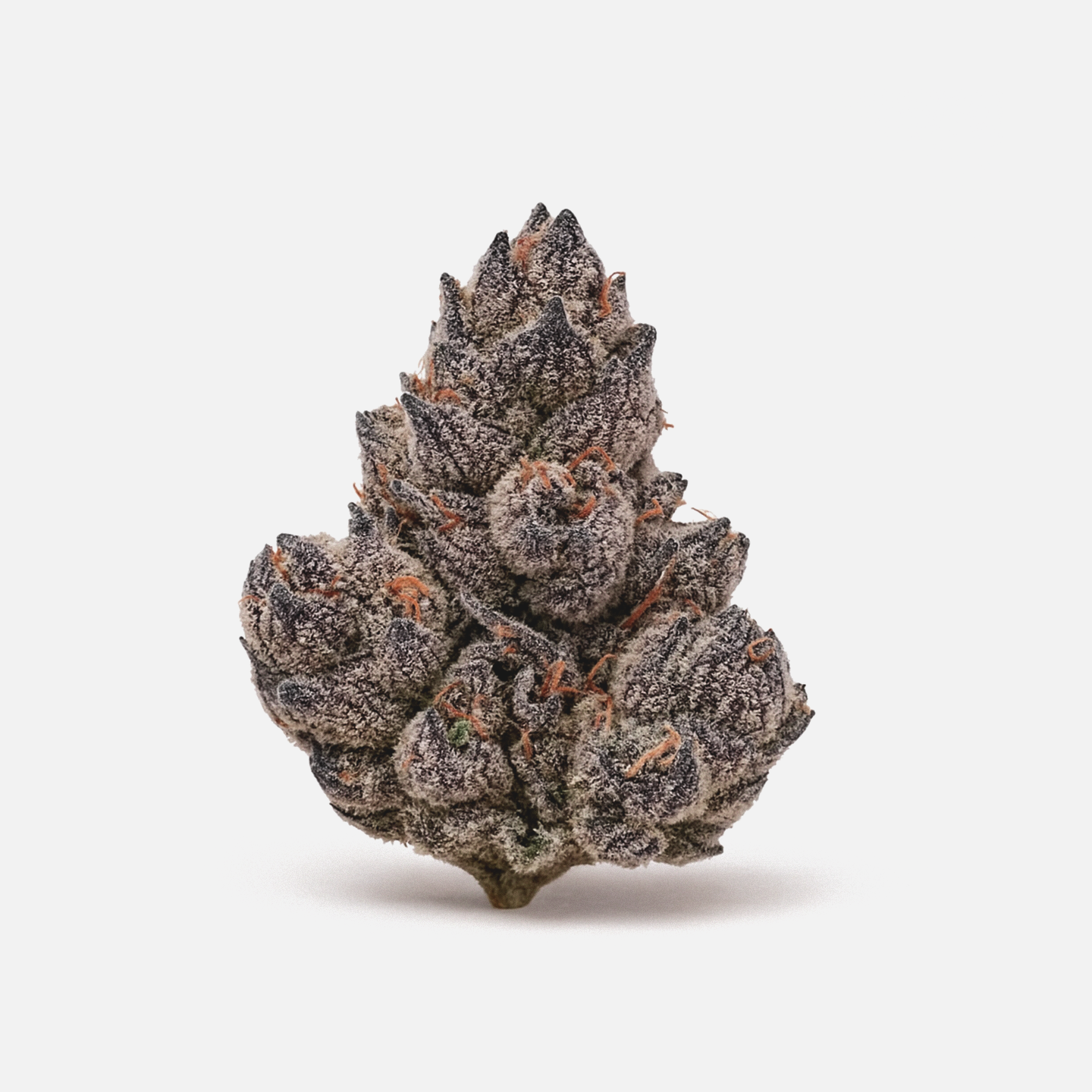 Cannamedical Sativa forte NM Wedding Tree