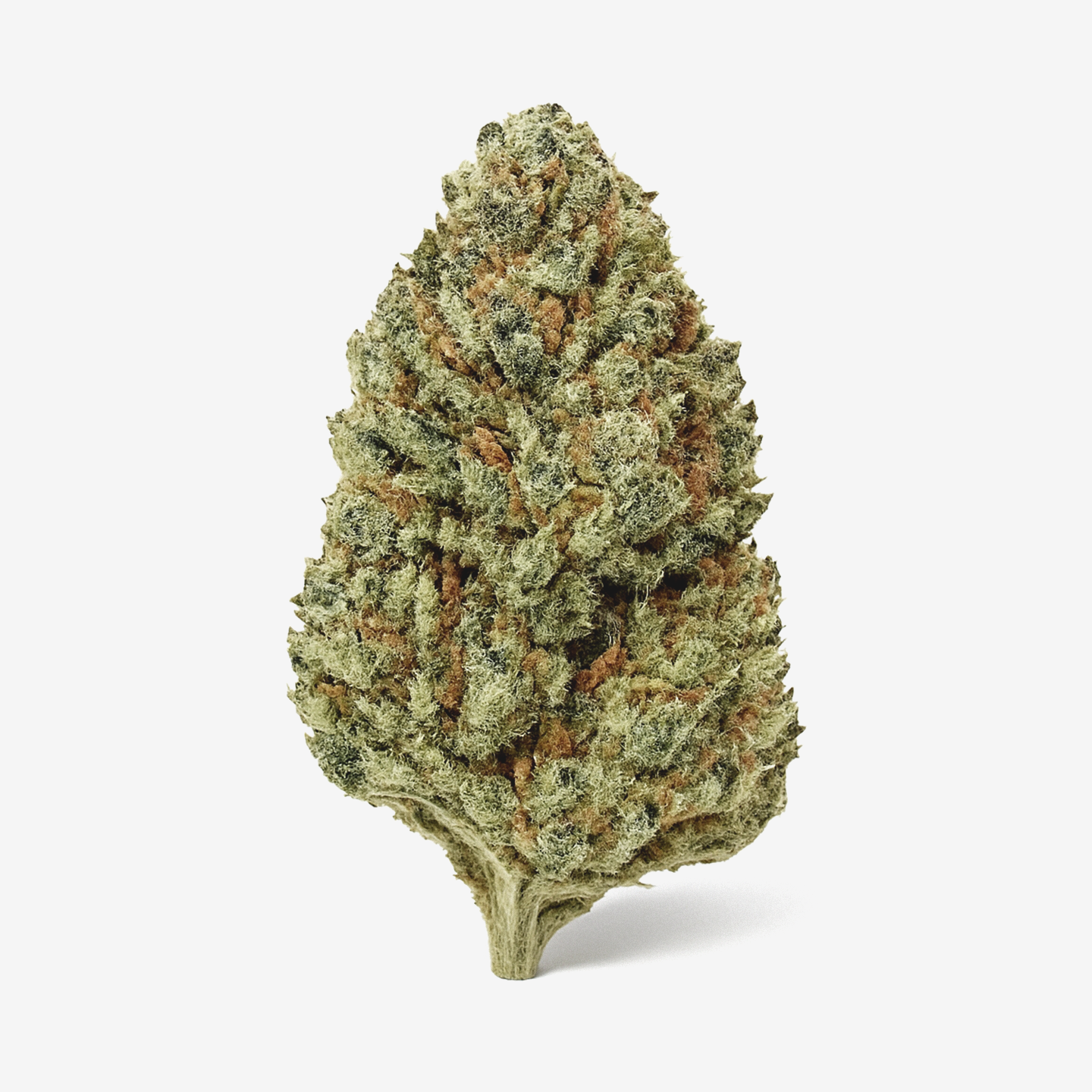 Luana 20/1 GSC Girl Scout Cookies